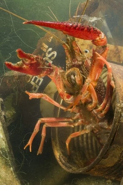 Lousiana Crayfish - emerging from old drum underwater - visible difference in size with Palaemonetes antennarius