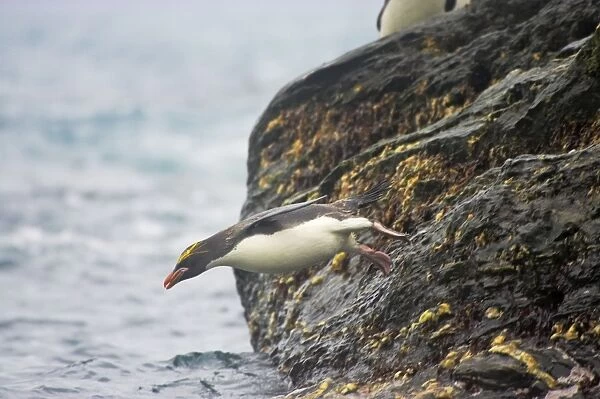 Macaroni Penguin - Jumping into sea Royal Bay, South Georgia BI007887