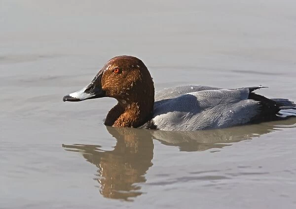 Male pochard, just surfaced from dive