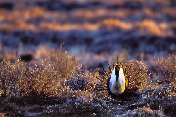 Male Sage Grouse - strutting or displaying on mating grounds which are called a lek. Western U. S. March. BG339