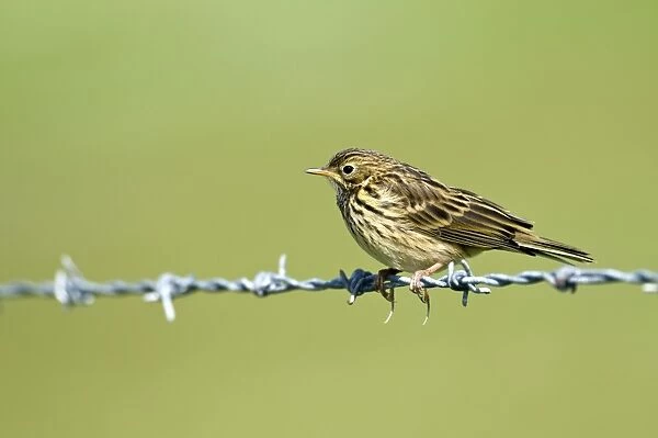 Meadow Pipit - on barbed wire - North UIst - Outer Hebrides