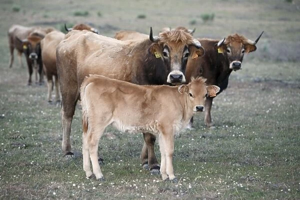 Mirandesa Cattle - cow with calf, traditional Portugese breed, kept mainly for beef production, Alentejo, Portugal