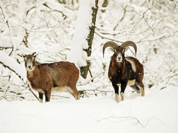 mouflon ram and sheep in snow, Germany