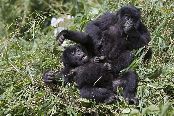 Mountain Gorilla - Playful juveniles. Virunga Volcanoes National Park - Rwanda. Endangered Species