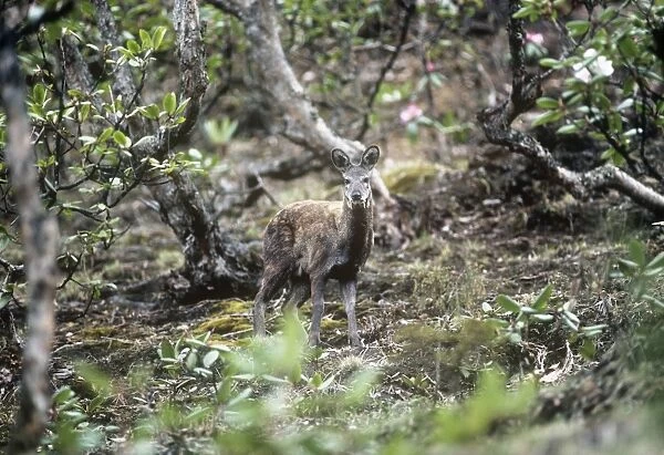 Musk Deer - in Rhododendron forest