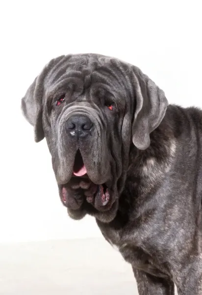 Neapolitan Mastiff Sad Looking Dog Breeds Neapolitan Mastiff Dog