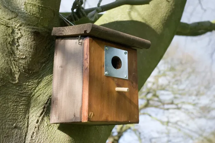 Framed Print : Nesting Box Print - Bluetits on Beech Tree, Cotswolds UK Framed Print : Nesting Box Print - Bluetits on Beech Tree, Cotswolds UK