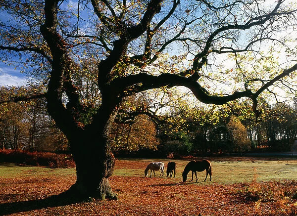 New Forest ponies grazing below old Oak, wood pasture New Forest, South Oakley, Hants, UK