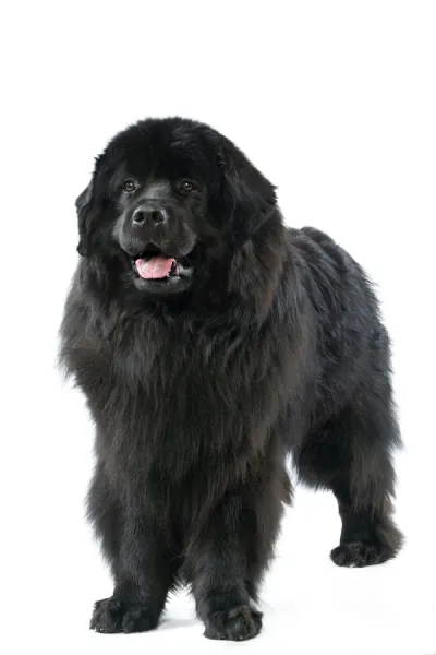 Newfoundland Dog