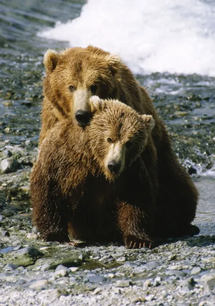 North American Brown Bear