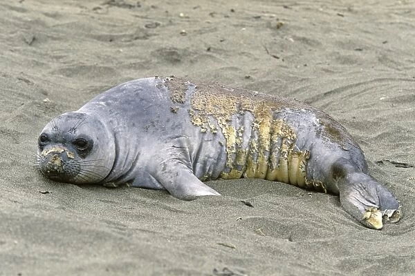 Northern Elephant Seal - young molting - Piedras Blancas colony - California coast - North America - Pacific Ocean