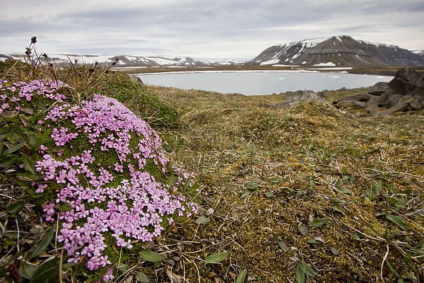 Norway, Svalbard, Edgeoya Island, Moss Campion