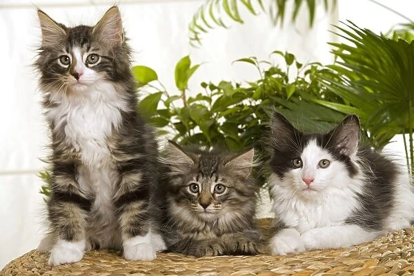Three Norwegian Forest Cats sitting next to each other