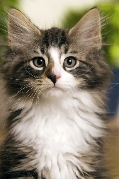 Norwegian Forest Silver and White Mackerel Tabby Cat