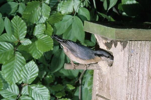 Nuthatch - at nest box
