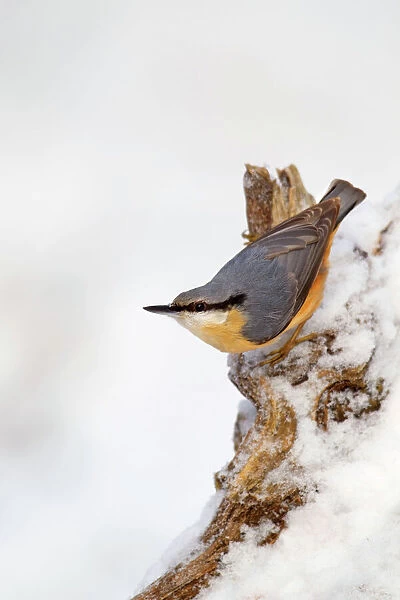 Nuthatch - portrait on a snow covered old stump - December
