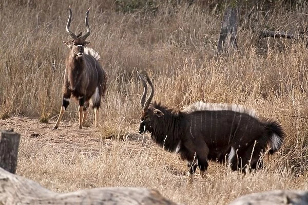 Nyala - two males displaying - crest on back raised - this display not often observed - Sabi Sands Game Reserve - South Africa