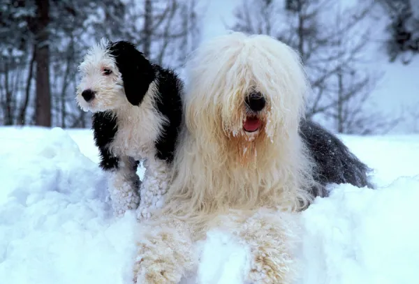 Old English Sheepdog in snow