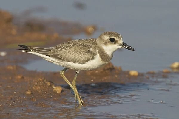 Oriental Plover, at pond edge. Breeds in Mongolia and northern China and winters in large numbers in northern Australia where it prefers dry inland areas. Sometimes near ponds. At a pond near Marble Bar, Pilbara, Western Australia