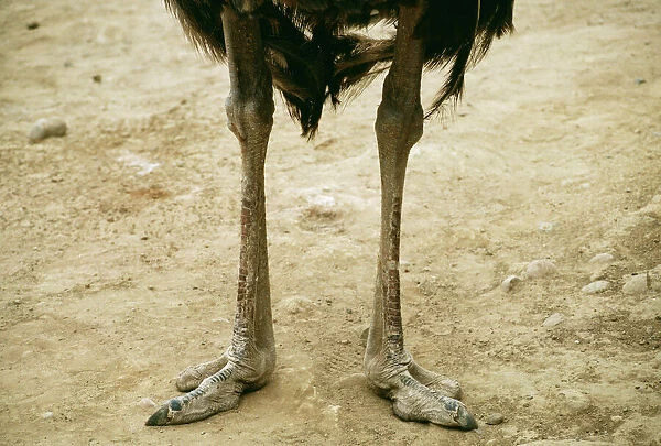 ostrich-legs-feet-1295491.jpg