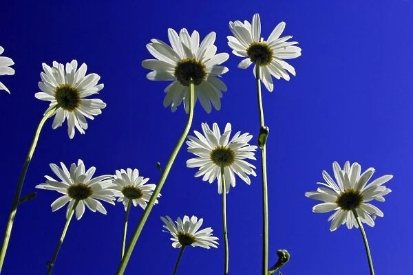 Ox-eye Daisy- flowers against a blue sky, Lower Saxony, Germany