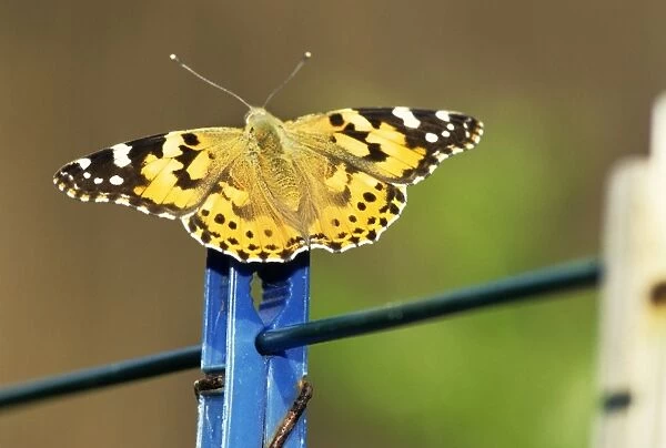 Painted Lady Butterfly - in garden