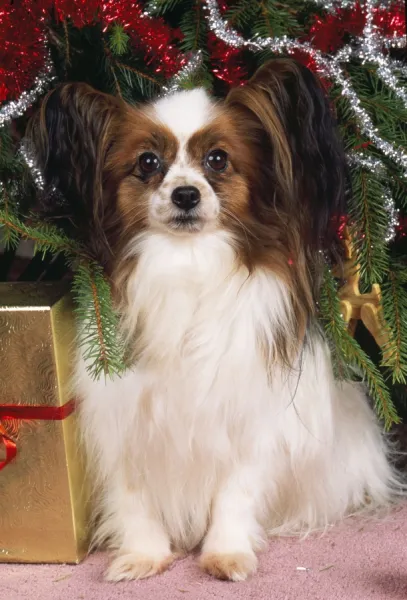 Papillon Dog under Christmas tree Our beautiful Wall Art and Photo Gifts include Framed Prints Photo Prints Poster Prints Canvas Prints Jigsaw Puzzles Metal Prints and so much more