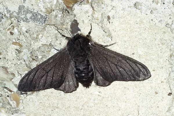Peppered Moth - melanic form  /  dark phase