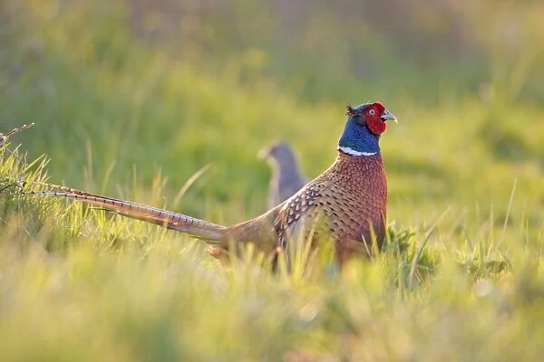 Pheasant Male and Female Norfolk UK