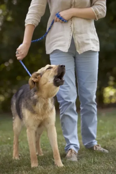 Mongrel Dog at Rescue Centre Art Prints, Posters Puzzles