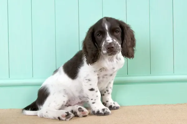 English Springer Spaniel Puppy Print (8 Art Prints