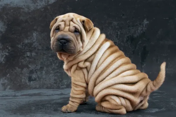 Sharpei Dog Images Of Shar Pei Puppies Shar Pei Puppy At Five
