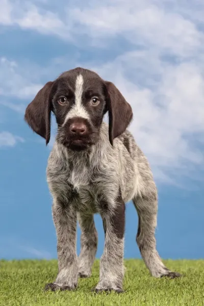 Deutsch Drahthaar German Wirehaired Pointer Puppy Art