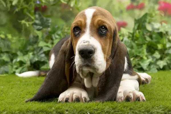 Basset Hound Small Short Legged Dog Breed Hot Hound Is Known For