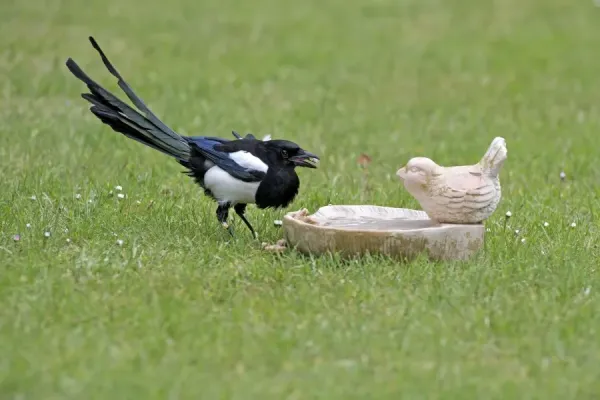 Common Magpie Print (Pica Art Prints, Posters Puzzles