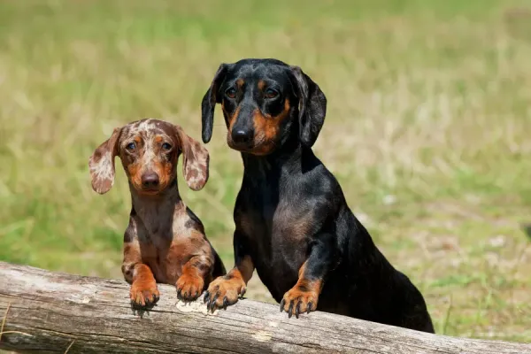 Modern Frame 14x12 (38x33cm) of Mini Dachshunds Smooth Coat Print  (11013761)