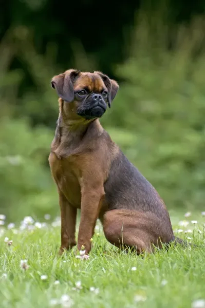 Petit Brabancon (Griffon Bruxellois) Print, circa 1900. Art Prints