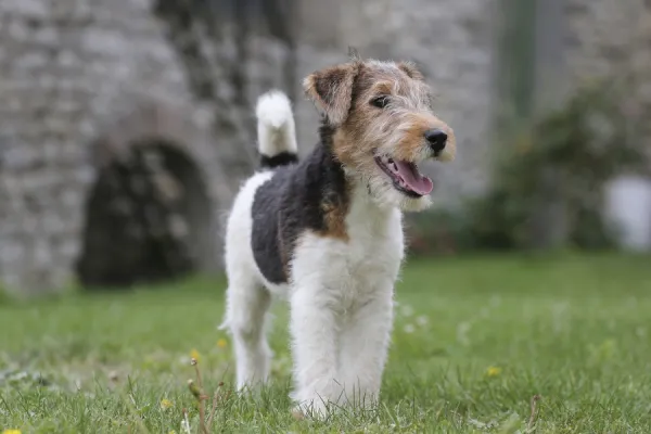 Wirehaired fox terrier clearance for sale