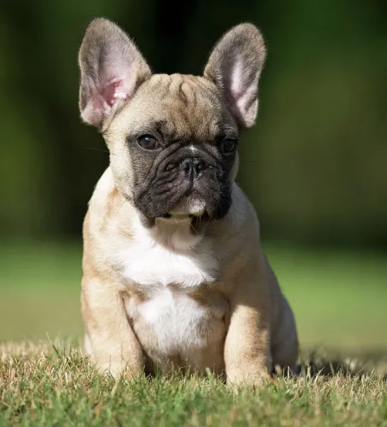 French Bulldog Puppy Print (April Art Prints, Posters