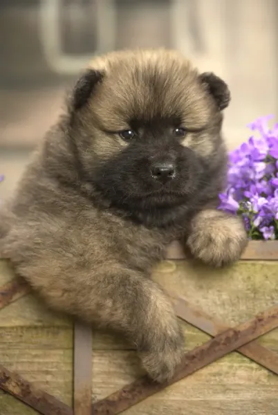 Eurasier Puppy Print, March Art Prints, Posters Puzzles
