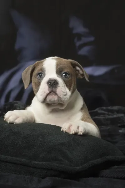 Old English Bulldog Black And White Puppy 4+ Thousand Old English