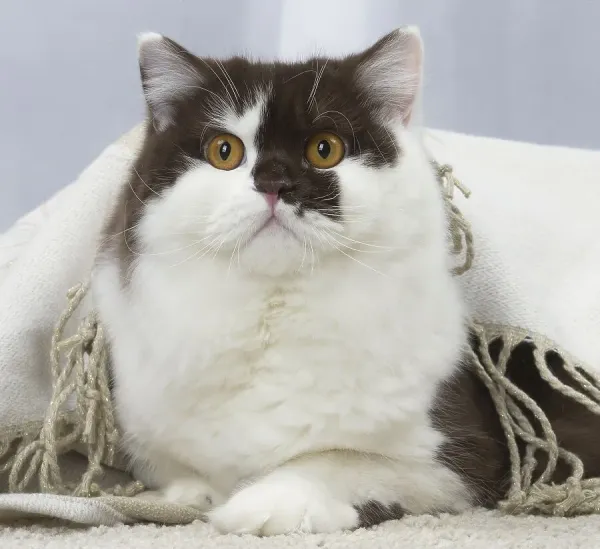 White and Chocolate British Longhair Cat Art Prints