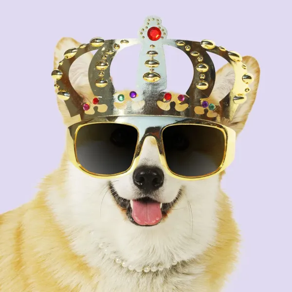 Welsh Corgi in Crown Glasses Art Prints, Posters Puzzles