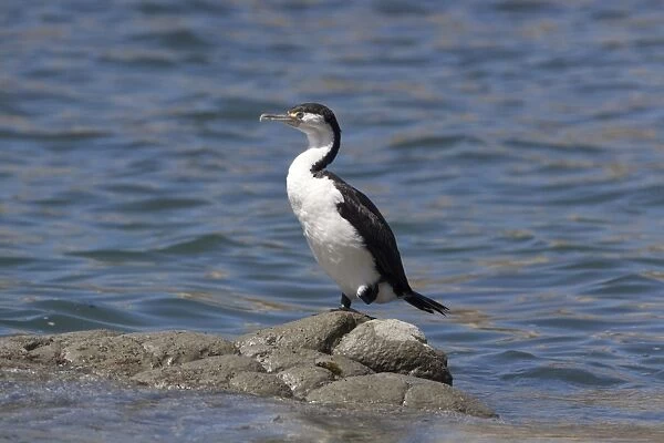 Pied Cormorant - on a rock in the water - Kaikoura - South Island - New Zealand