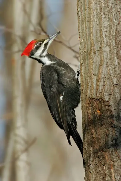 Pileated Woodpecker Our beautiful Wall Art and Photo Gifts include