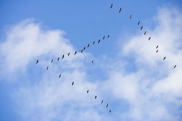 Pink-footed Geese - skein in flight - October - Norfolk England