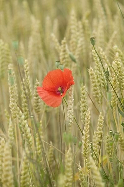 Poppies - in wheat  /  corn field