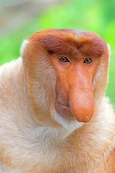 proboscis-long-nosed-monkey-chief-male-showing-11156286.jpg