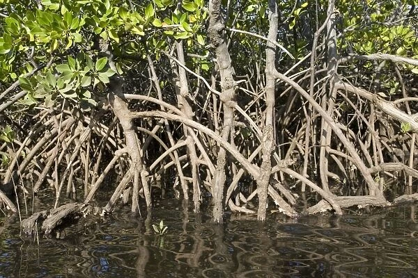 Prop roots of Red mangroves along coastline of Manda Island near Lamu, Kenya, Africa