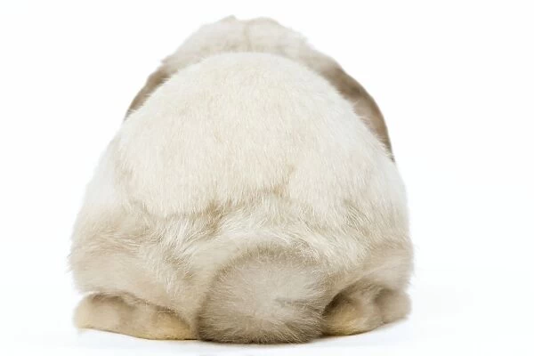 Rabbit - French Lop  /  Belier back view